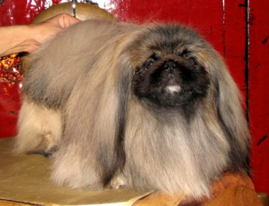 CH. B'shantung Des fougeres du miaulaure